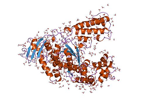Taq polymerase